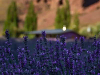 Flores, aromas y Carnaval: Villa Llanquín se prepara para su encantadora Fiesta de la Lavanda