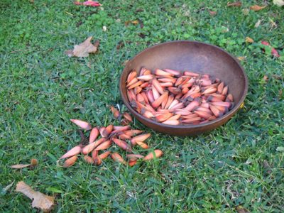 Piñón de araucaria, alimento ancestral y gourmet