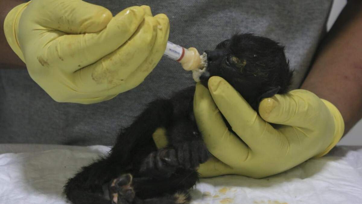 Monos aulladores están cayendo muertos de los árboles en las selvas del sudeste del país