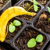 No tires nunca más las cáscaras de banana y utilízalas para tus plantas de esta forma