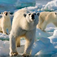 Dos nuevas producciones de Animal Planet