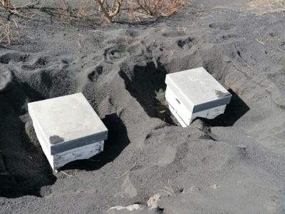 Miles de abejas sobreviven tras pasar 50 días enterradas bajo las cenizas de La Palma: el video