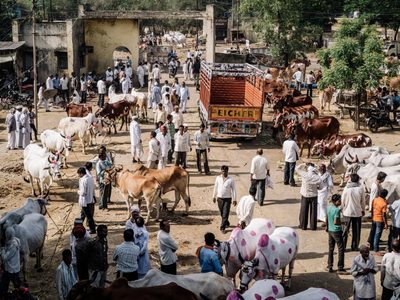 Manifestantes liberaron a cientos de vacas en las calles de India