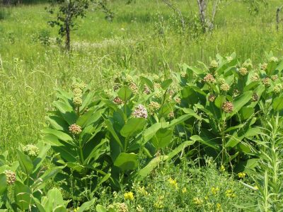 Si sos fanático de las mariposas: conocé cuál es la planta más fácil de cultivar que no puede faltar en tu jardín