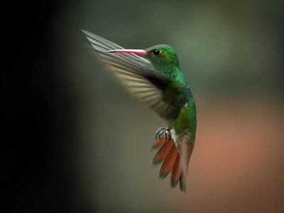 El pájaro al que todos admiran y que cada noche entra en coma para poder sobrevivir