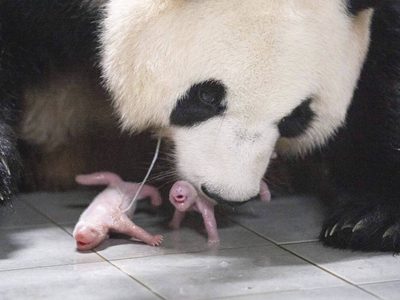 Corea del Sur registra primer nacimiento de pandas gemelos