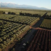 El INTI anunció que una empresa producirá energía a partir de residuos de olivos
