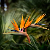 Parece un pájaro: la exótica planta que está de moda y todos quieren tener