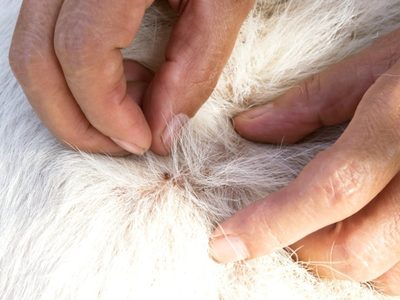 Chau pipetas: olvidate de las pulgas con este poderoso remedio casero con ingredientes que siempre tenés a mano