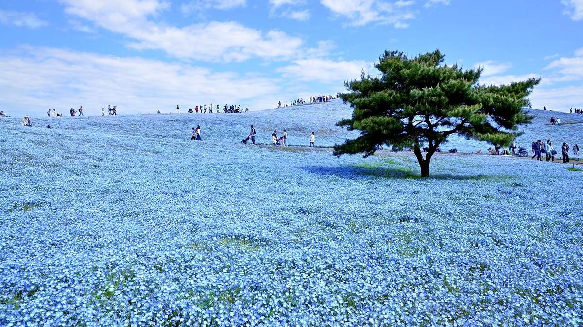 Flores celestes en las costas de japón. Fuente: (Instagram)