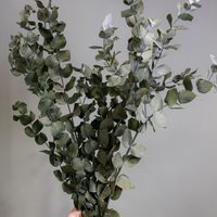 Cómo cultivar adecuadamente tu planta de Eucalipto para que crezca sana y así disfrutar de su rico olor en casa