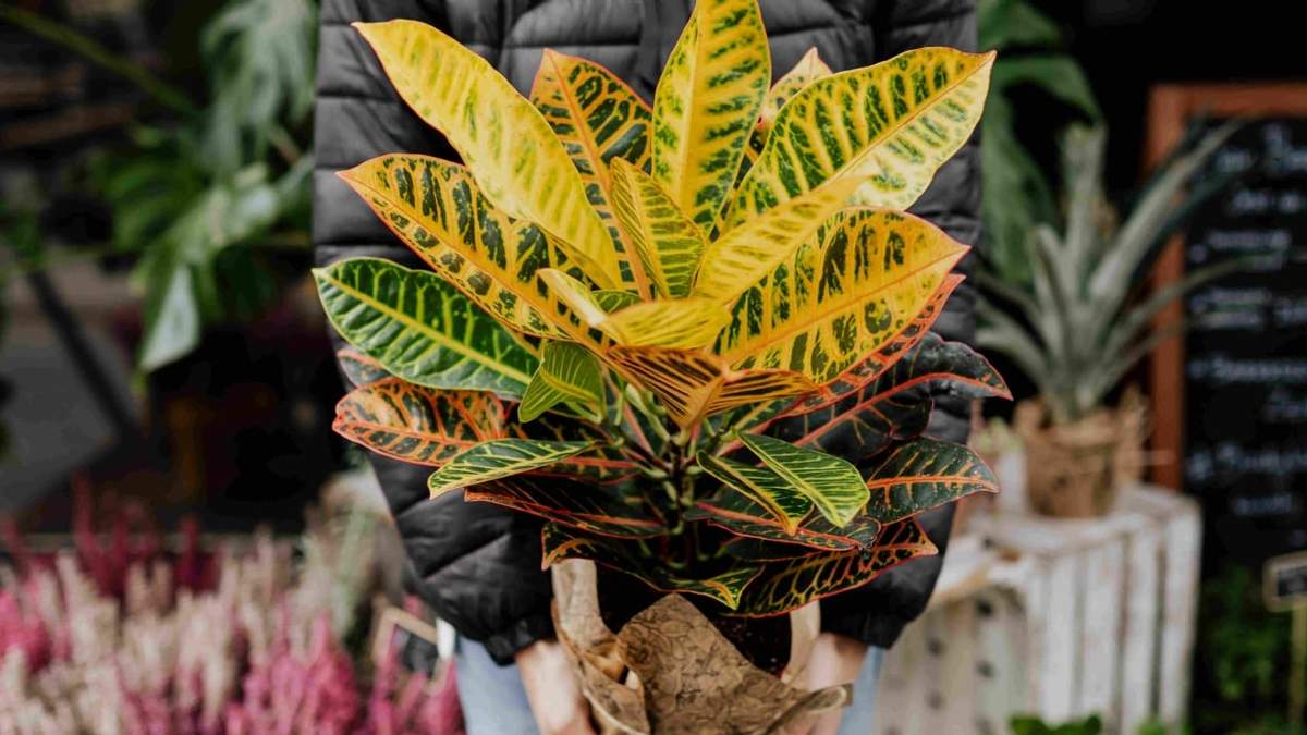 Planta. Fuente: (Instagram)
