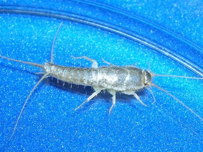Curiosidades sobre el pececillo de plata, el insecto que gusta de la humedad y que tenés que mantener alejado de tu hogar