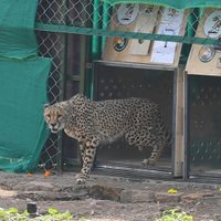 India libera ocho chitas siete décadas después de su extinción