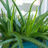 Realizá este poderoso ritual con esta planta tan famosa para limpiar las energías negativas y atraer abundancia