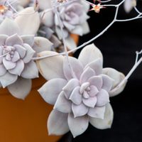 Rosa de mármol: cómo cuidar una de las suculentas más llamativas que existen