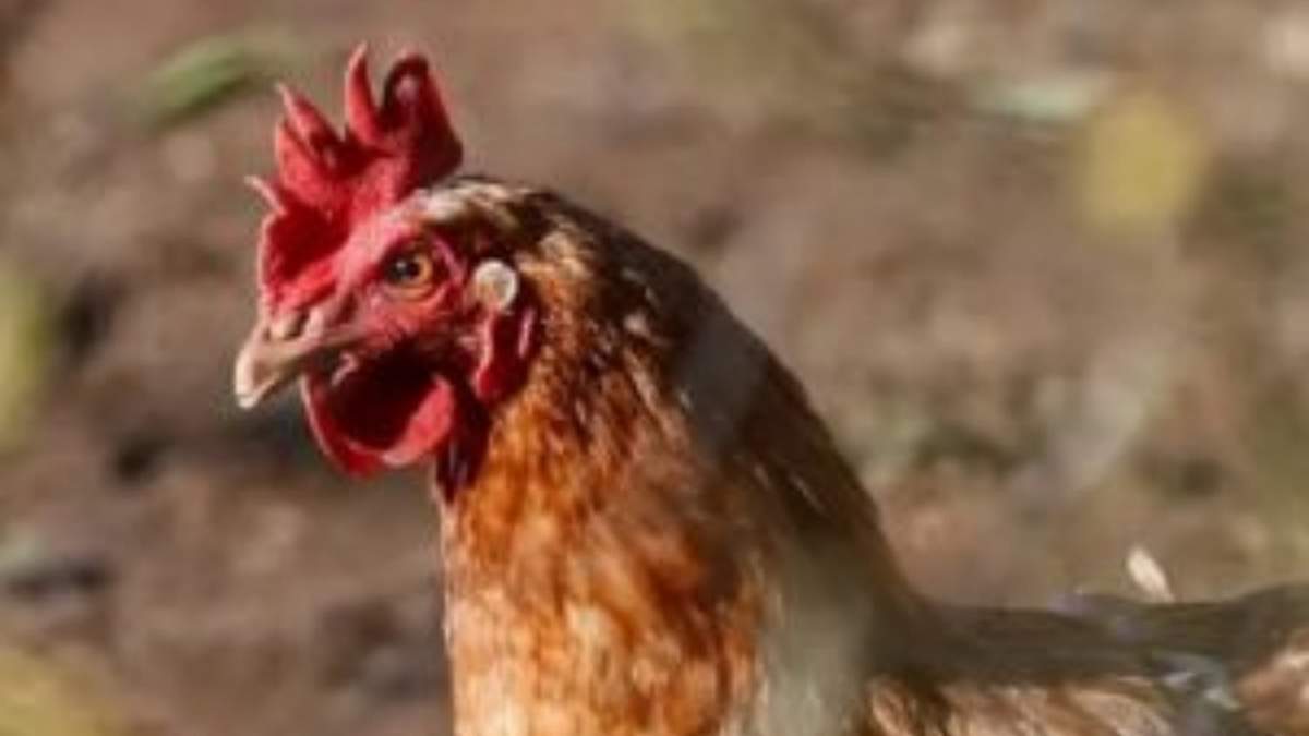 Gripe aviar - jpg