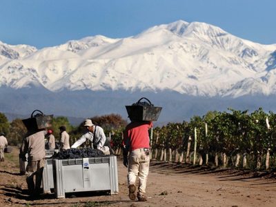 La producción de vino logró una baja en el stock después de varios años