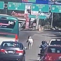 Caballo huye de La Marquesa y pasea por la México-Toluca (Video)