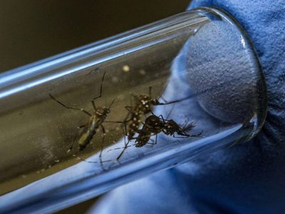 La ANMAT evaluará aprobar una vacuna contra el dengue que reportó resultados esperanzadores