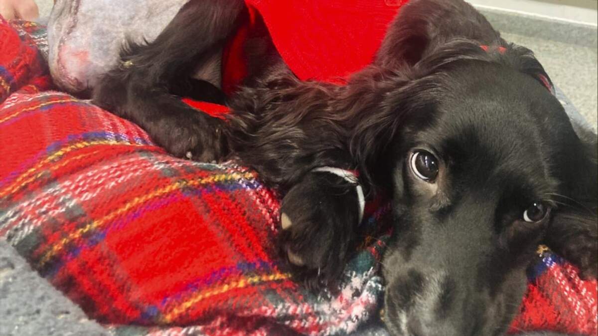 En esta imagen cedida por Vicki Black, Ariel es retratada tras una operación quirúrgica, en Bristol, Inglaterra