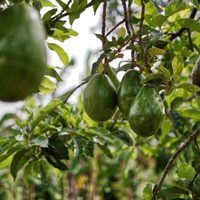 Consejos clave para cultivar paltas o aguacates con éxito