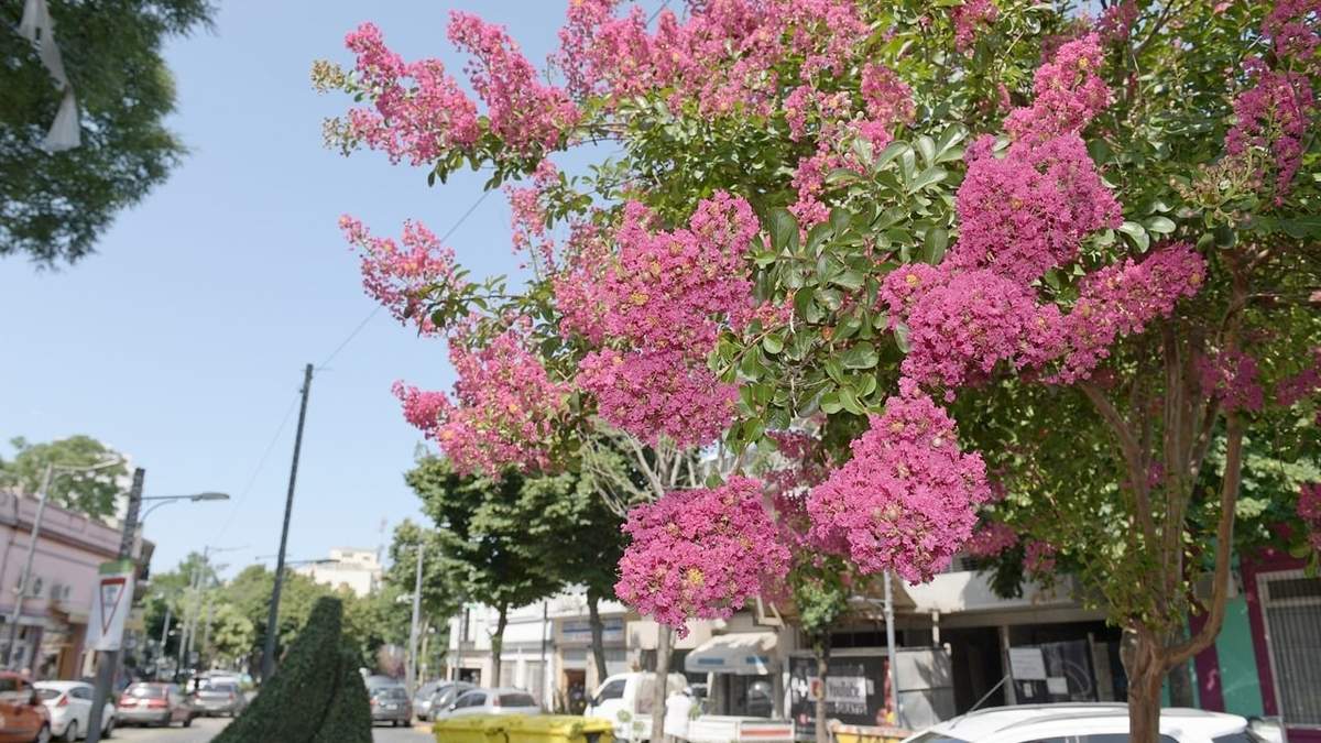 Árbol. Fuente: (Instagram).