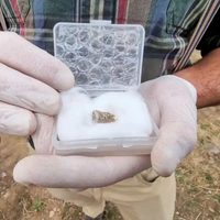 Se encontró en Georgia un diente de un antepasado humano de 1,8 millones de años de antigüedad