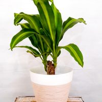 Conocé las 3 plantas ideales para colocar en los lugares que tienen poca luz