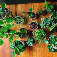 El ingrediente de cocina que equilibra el PH de tus plantas y las deja sanas y rozagantes