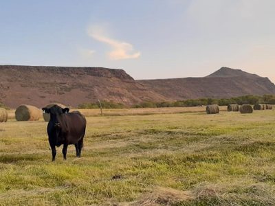Amplían líneas de créditos para el sector ganadero en el territorio neuquino