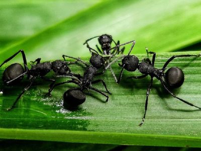Con solo 1 alimento muy común en tu cocina: el repelente para alejar a las hormigas de tus plantas