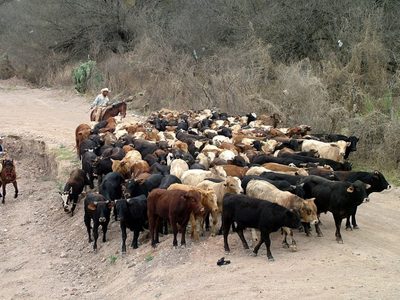 Los retos en la cadena de producción de la carne