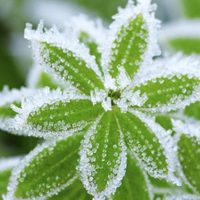Que la helada no arruine tus plantas: aplicá estos trucos para que estén rozagantes y sanas todo el invierno
