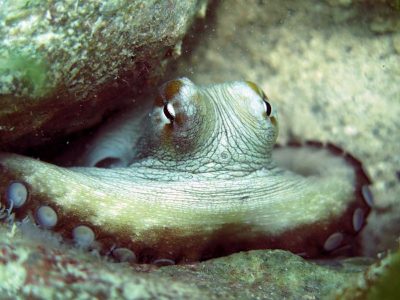 Sueño de los pulpos tiene patrones notablemente similares al de los humanos