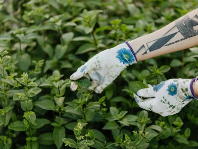 Poleo, la hierba aromática con gran potencial para la salud