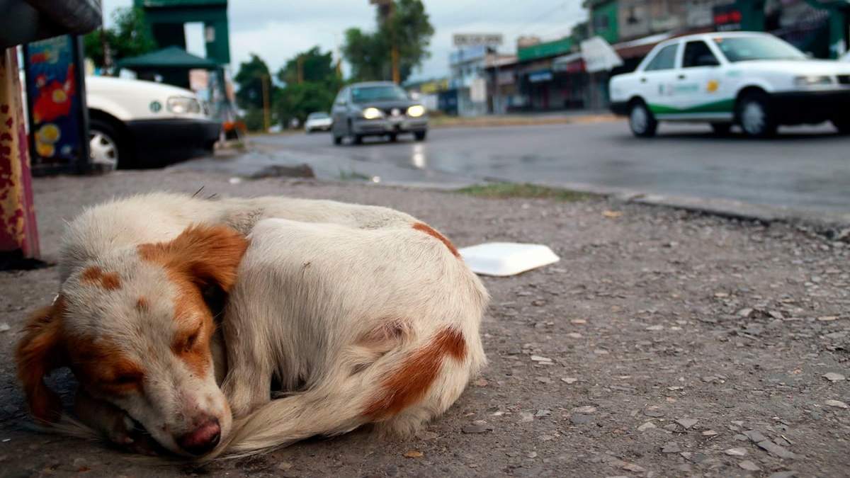 México encabeza lista de abandono de perros y gatos en América Latina