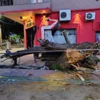Malestar: un árbol cayó sobre un vehículo y rompió la vereda en Ciudad