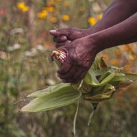 Prohibición del glifosato, un grave retroceso para el campo: Proccyt