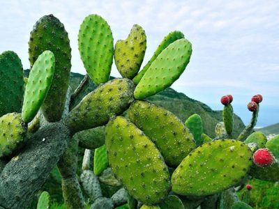 No vas a creerlo: la impensada planta con la que se fabrica un producto que usan muchas mujeres en el mundo