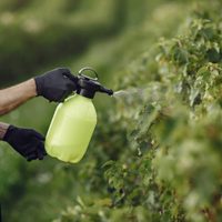 Más fácil de lo que creías: cómo eliminar plagas de tus plantas de forma natural en otoño