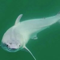 Primeras imágenes de un tiburón blanco recién nacido