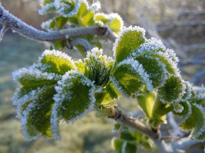 Trucos y consejos para recuperar tus plantas después del frío para que crezcan fuertes en primavera
