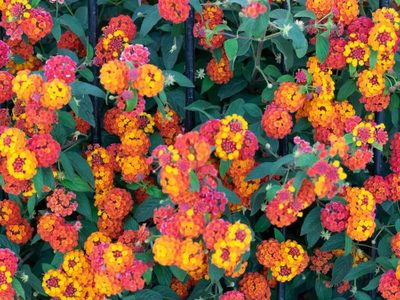 La planta rústica ideal para canteros que soporta casi todo y da las flores más bellas todo el año