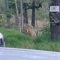 Captan en videos a un tigre de bengala en una carretera de Jalisco