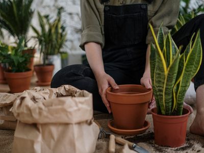 Los alimentos que sobran en tu cocina y que sirven de abono para el árbol de jade y la sansevieria