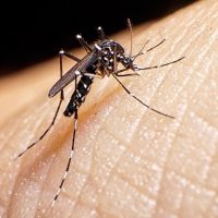 La increíble medida que tomó Mendoza para combatir el dengue con más mosquitos