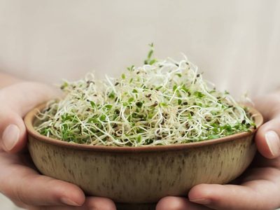 No tires tu vieja esponja de cocina y convertirla en un verdadero tesoro para tus plantas