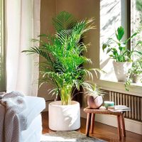 Qué le ocurre a tu planta si recibe luz a través del cristal de la ventana y no de forma directa