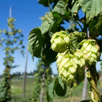 Mañana arranca el Congreso de Lúpulo en un año clave para la cerveza argentina